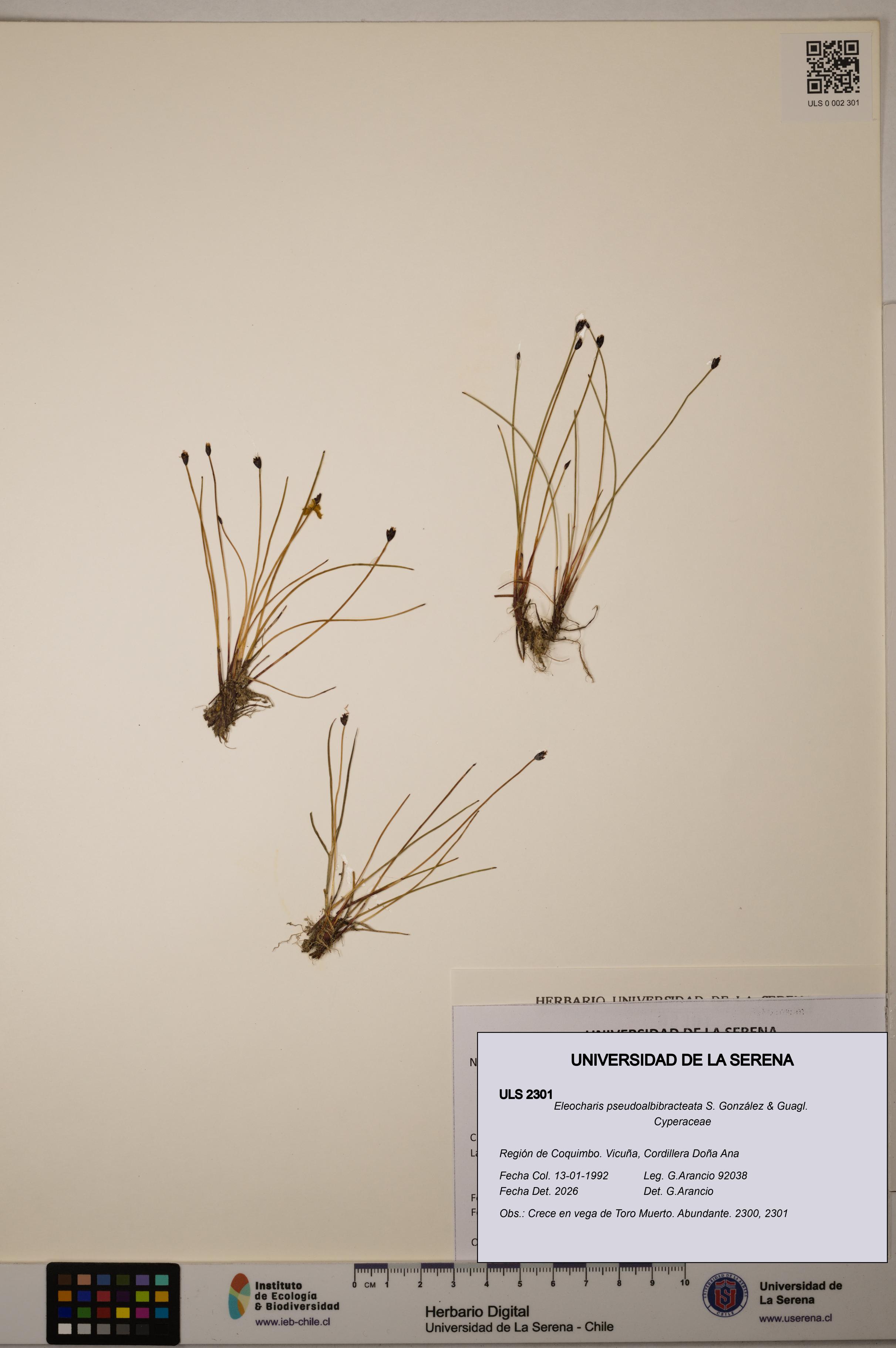 Eleocharis pseudoalbibracteata [Espécimen: ULS:ULS:0002301]