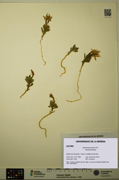 Alstroemeria andina [Espécimen: ULS:ULS:0002304]