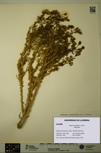 Senecio oreophyton [Espécimen: ULS:ULS:0002306]