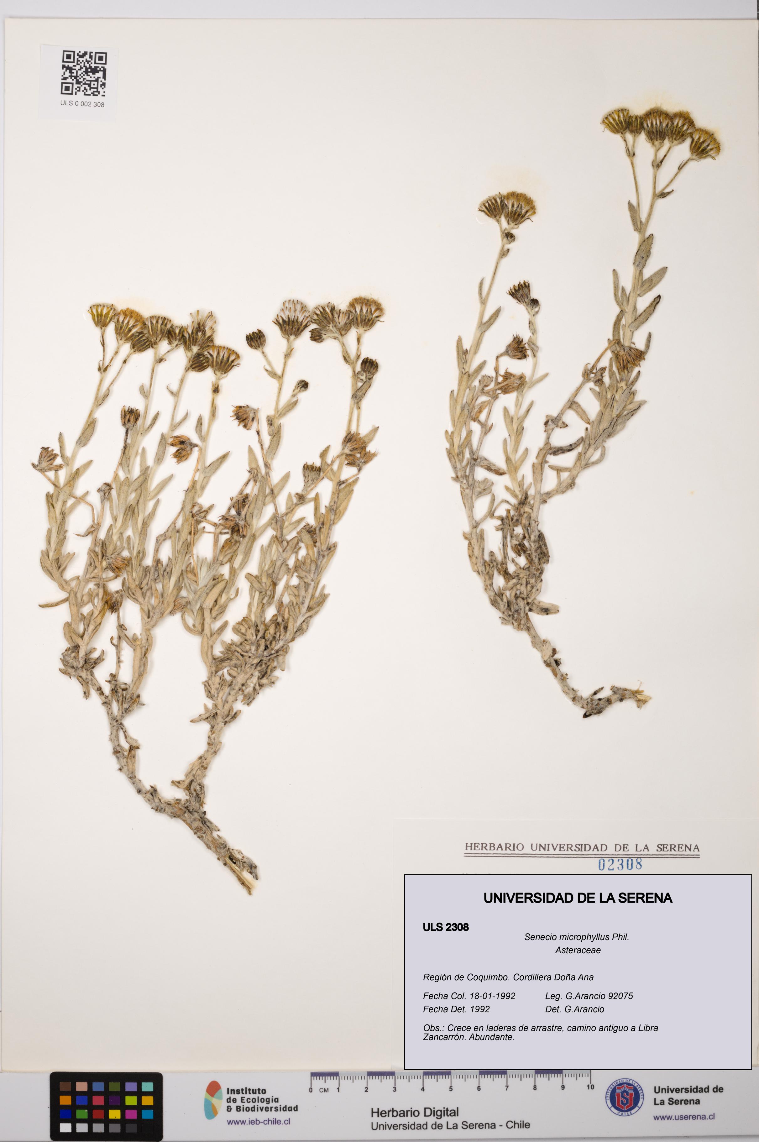 Senecio microphyllus [Espécimen: ULS:ULS:0002308]