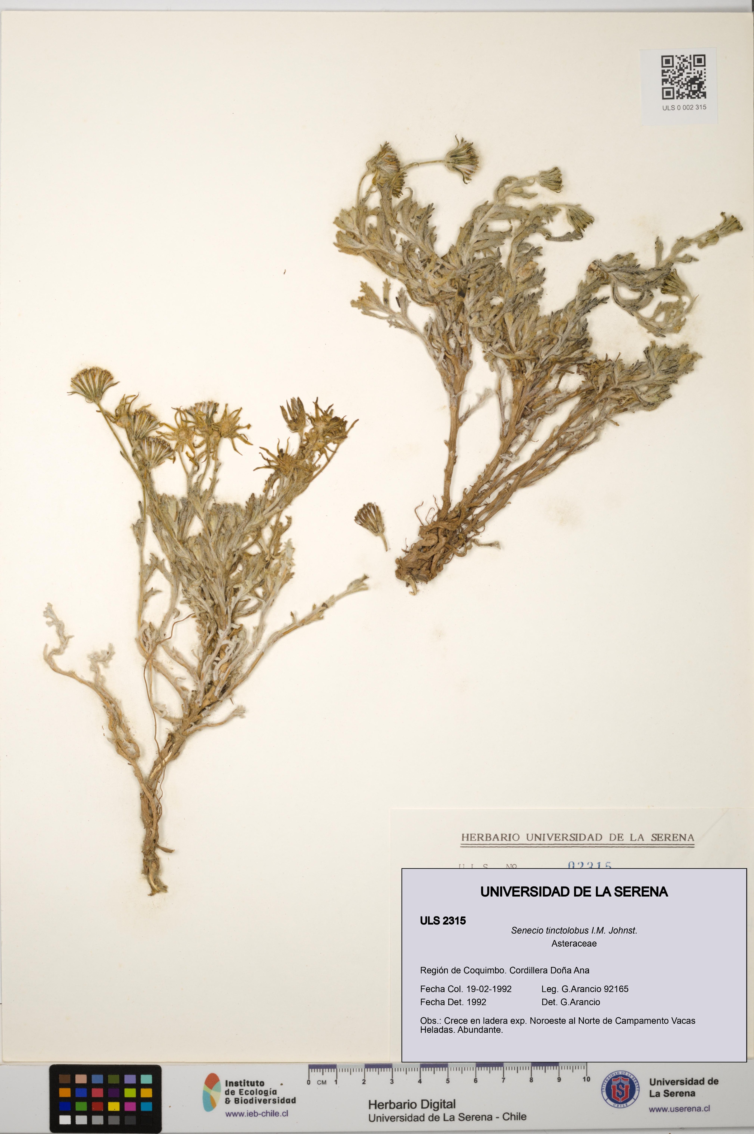 Senecio tinctolobus [Espécimen: ULS:ULS:0002315]