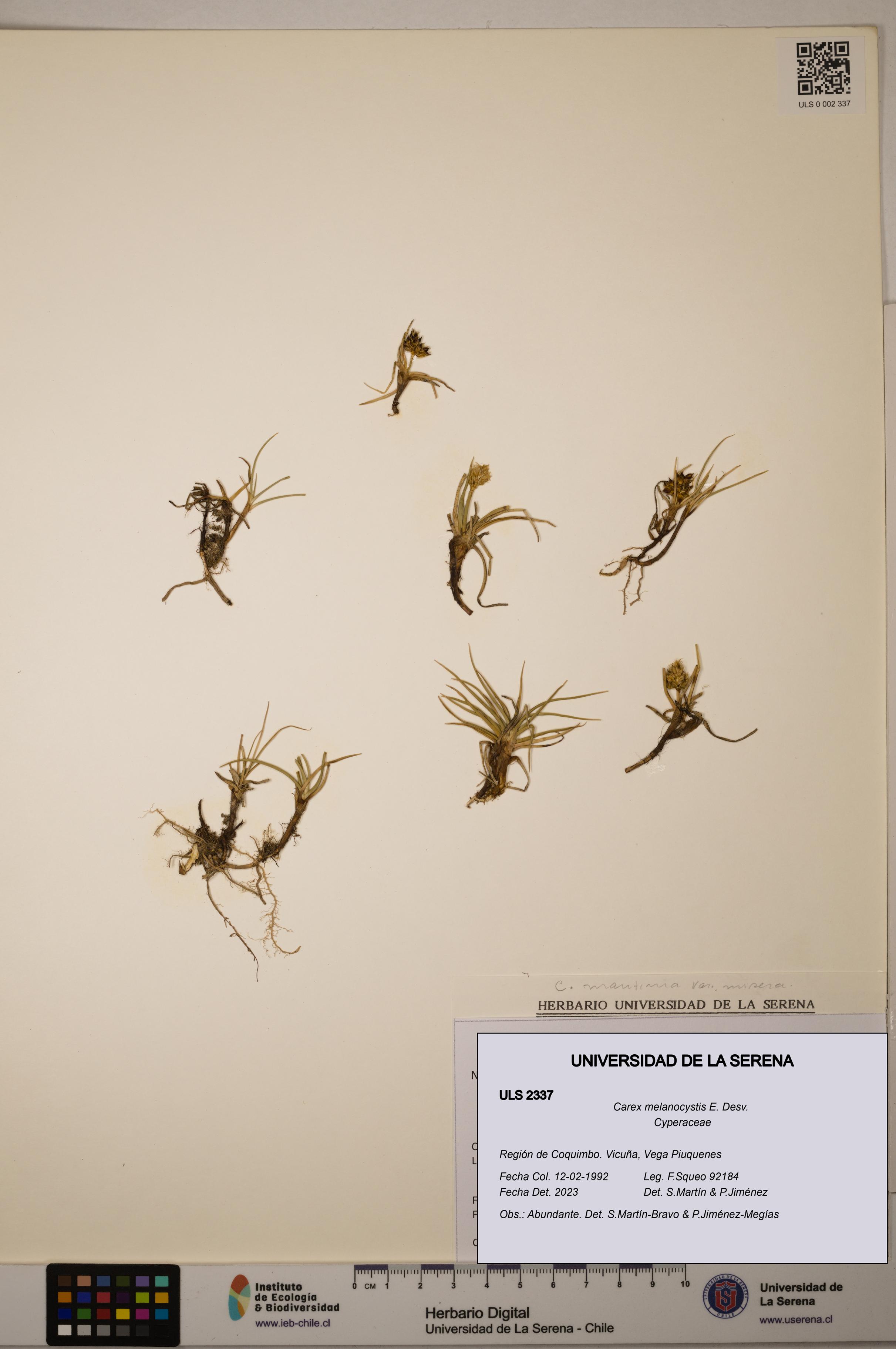 Carex melanocystis [Espécimen: ULS:ULS:0002337]