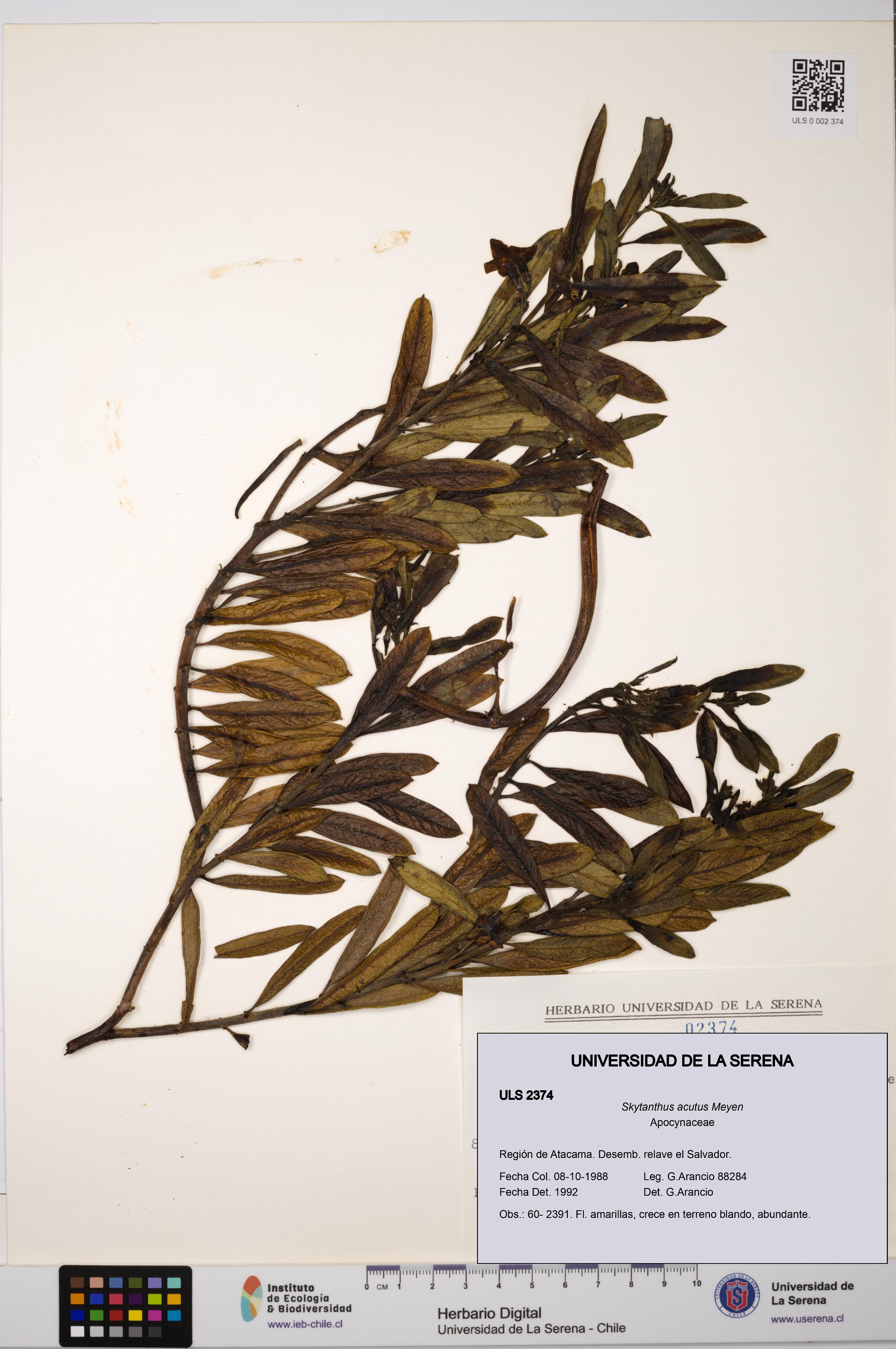 Skytanthus acutus [Espécimen: ULS:ULS:0002374]