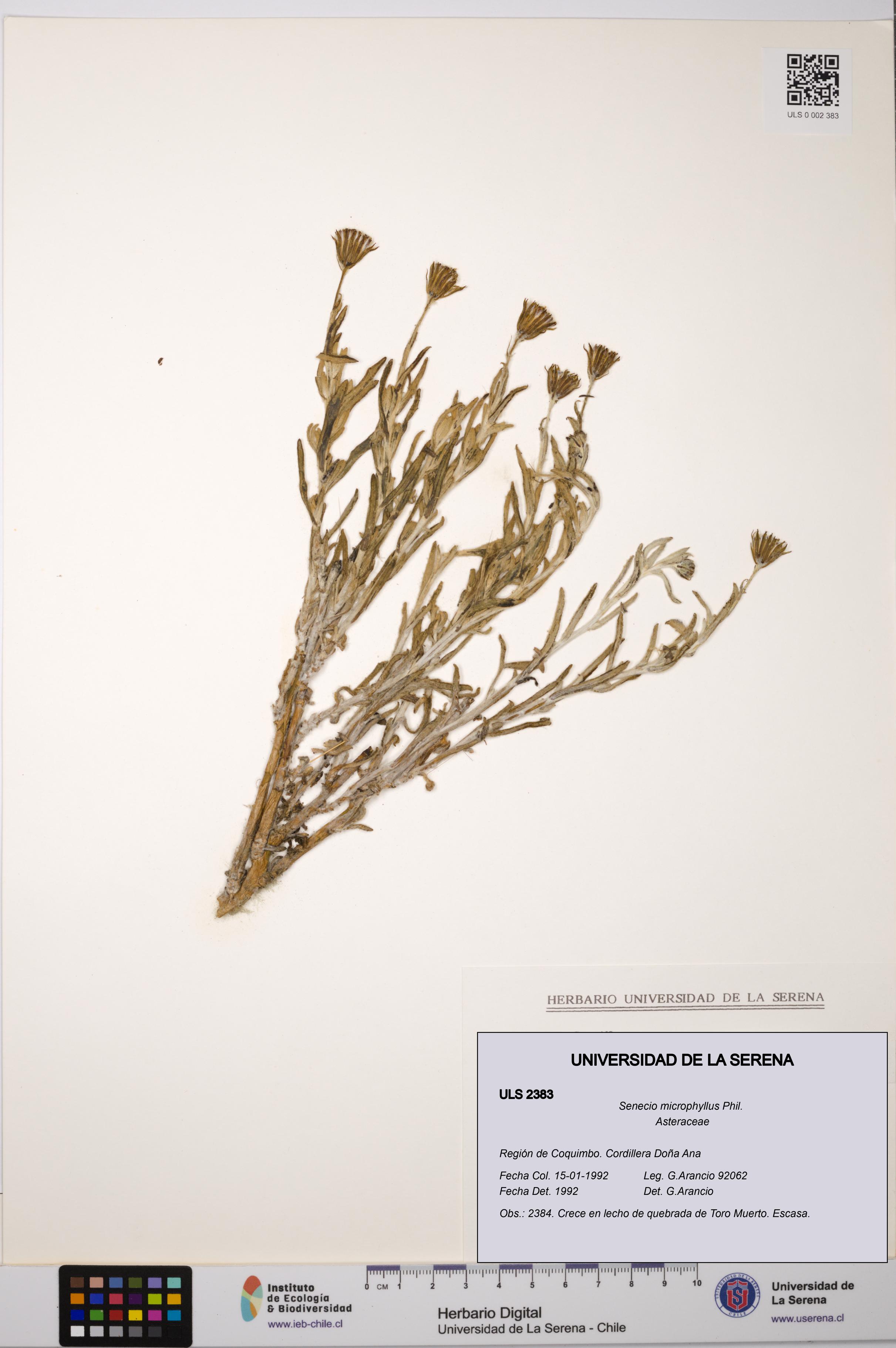 Senecio microphyllus [Espécimen: ULS:ULS:0002383]