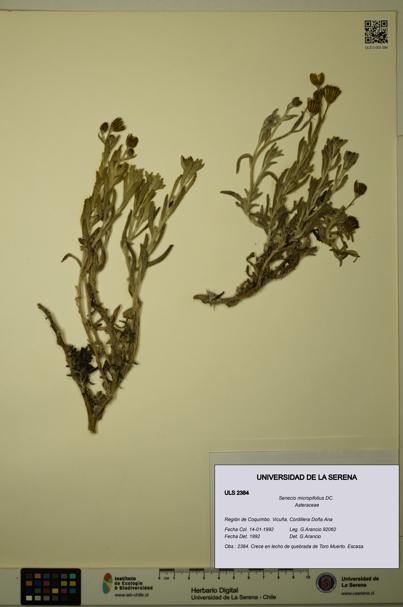 Senecio micropifolius [Espécimen: ULS:ULS:0002384]