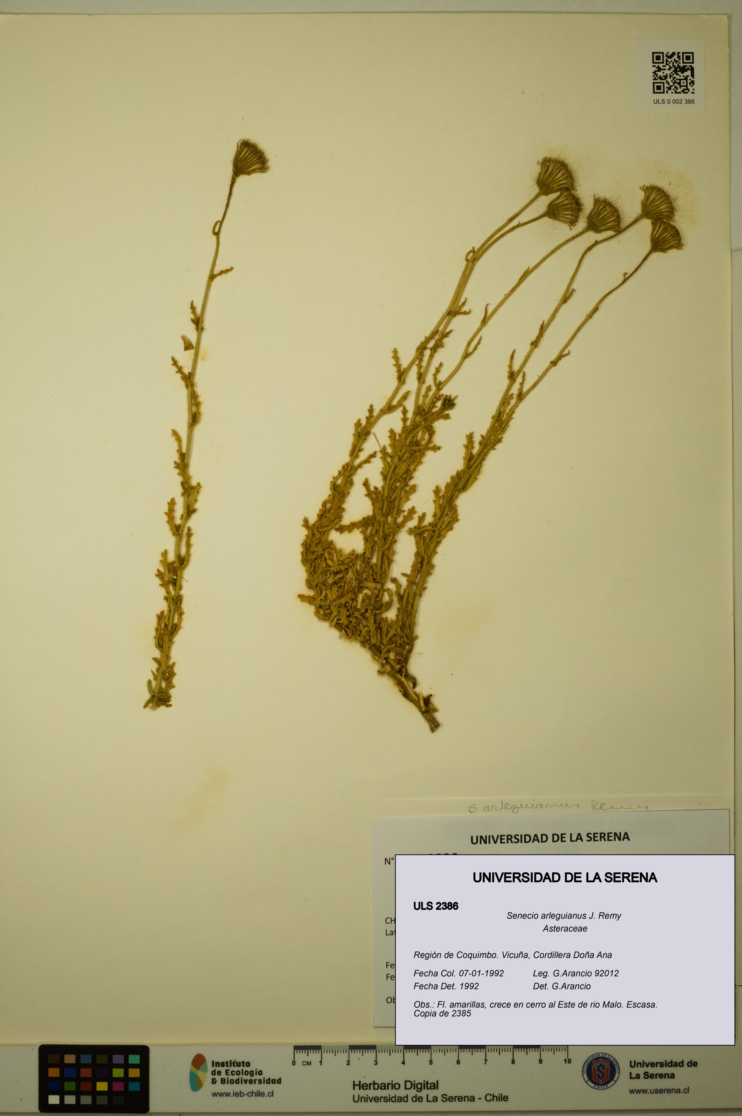 Senecio arleguianus [Espécimen: ULS:ULS:0002386]