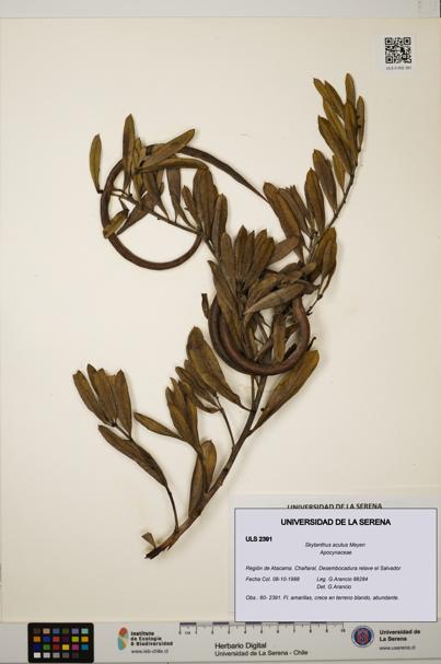 Skytanthus acutus [Espécimen: ULS:ULS:0002391]