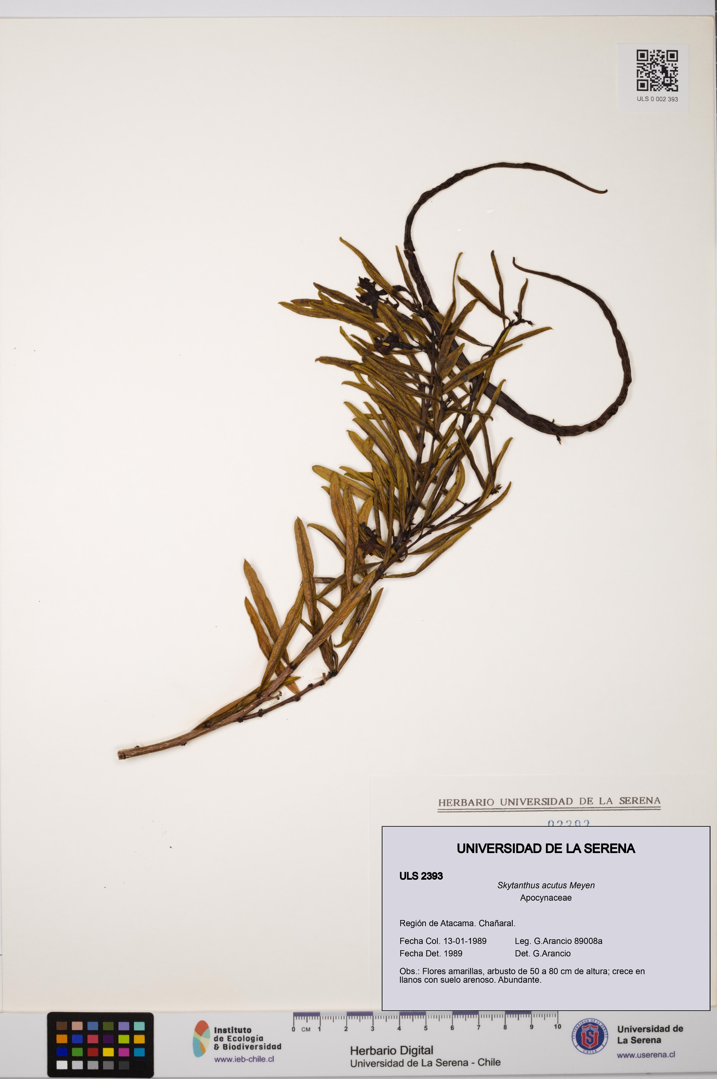 Skytanthus acutus [Espécimen: ULS:ULS:0002393]