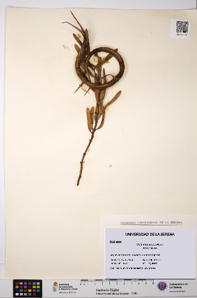 Skytanthus acutus [Espécimen: ULS:ULS:0002394]