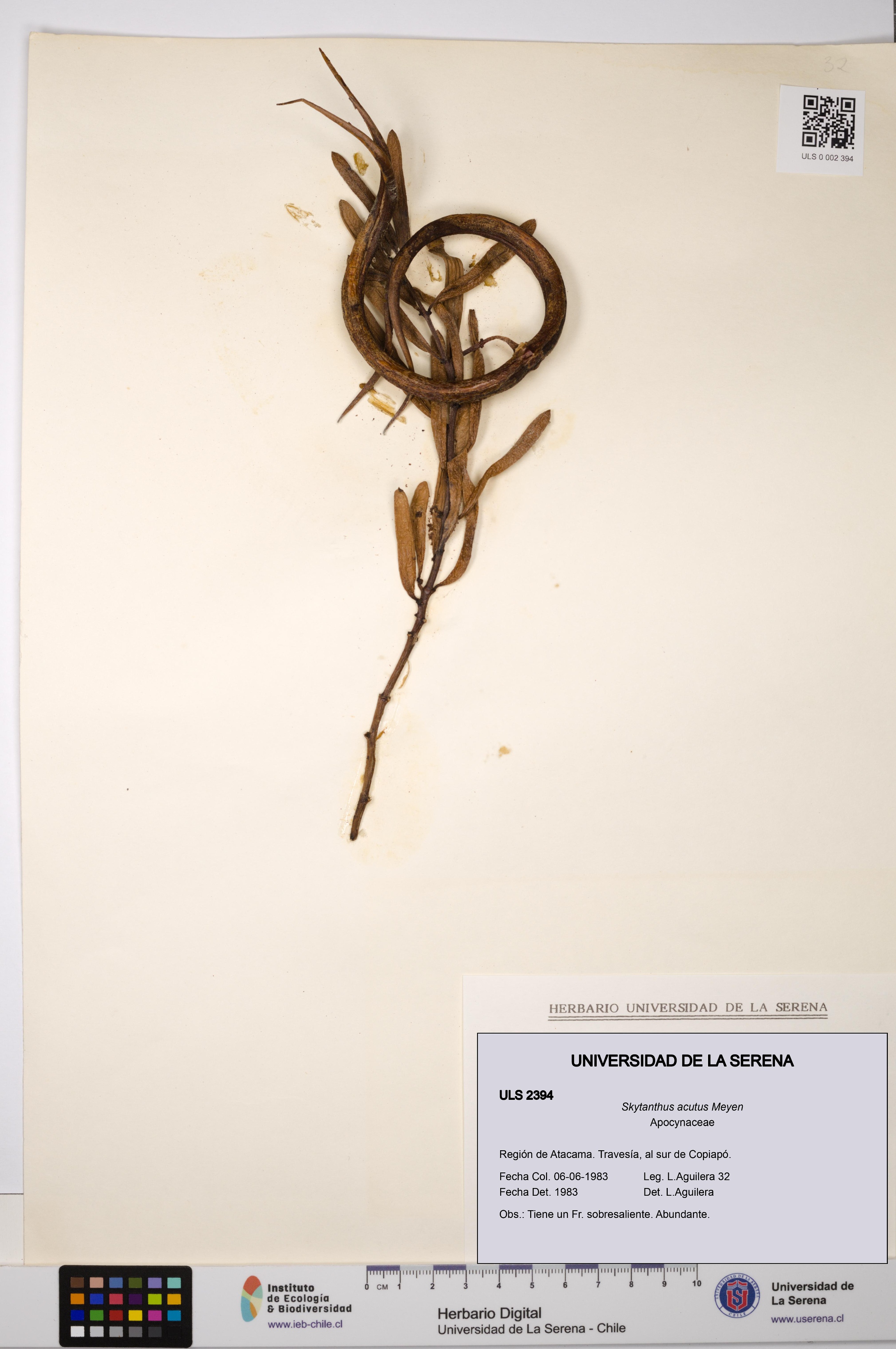 Skytanthus acutus [Espécimen: ULS:ULS:0002394]