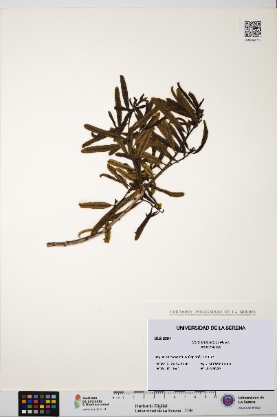 Skytanthus acutus [Espécimen: ULS:ULS:0002397]