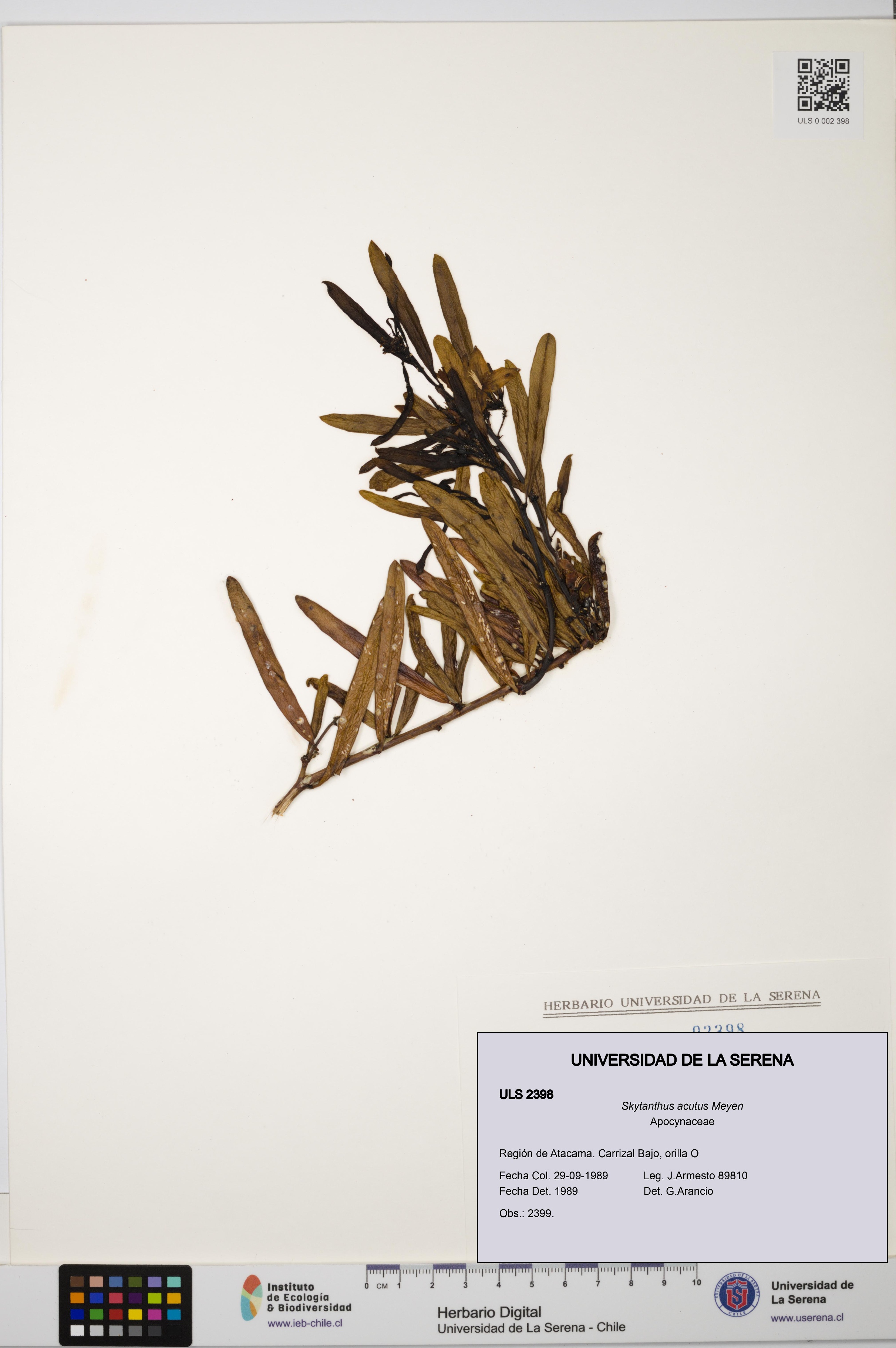 Skytanthus acutus [Espécimen: ULS:ULS:0002398]