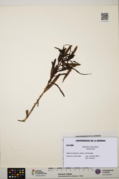 Skytanthus acutus [Espécimen: ULS:ULS:0002399]