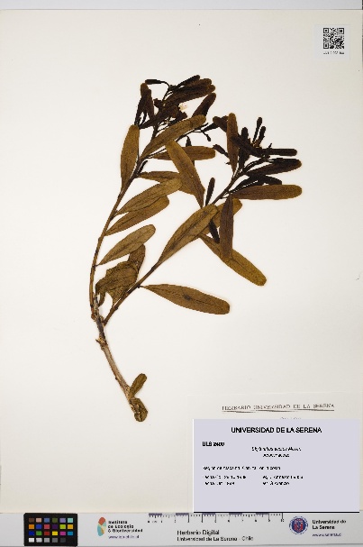 Skytanthus acutus [Espécimen: ULS:ULS:0002400]