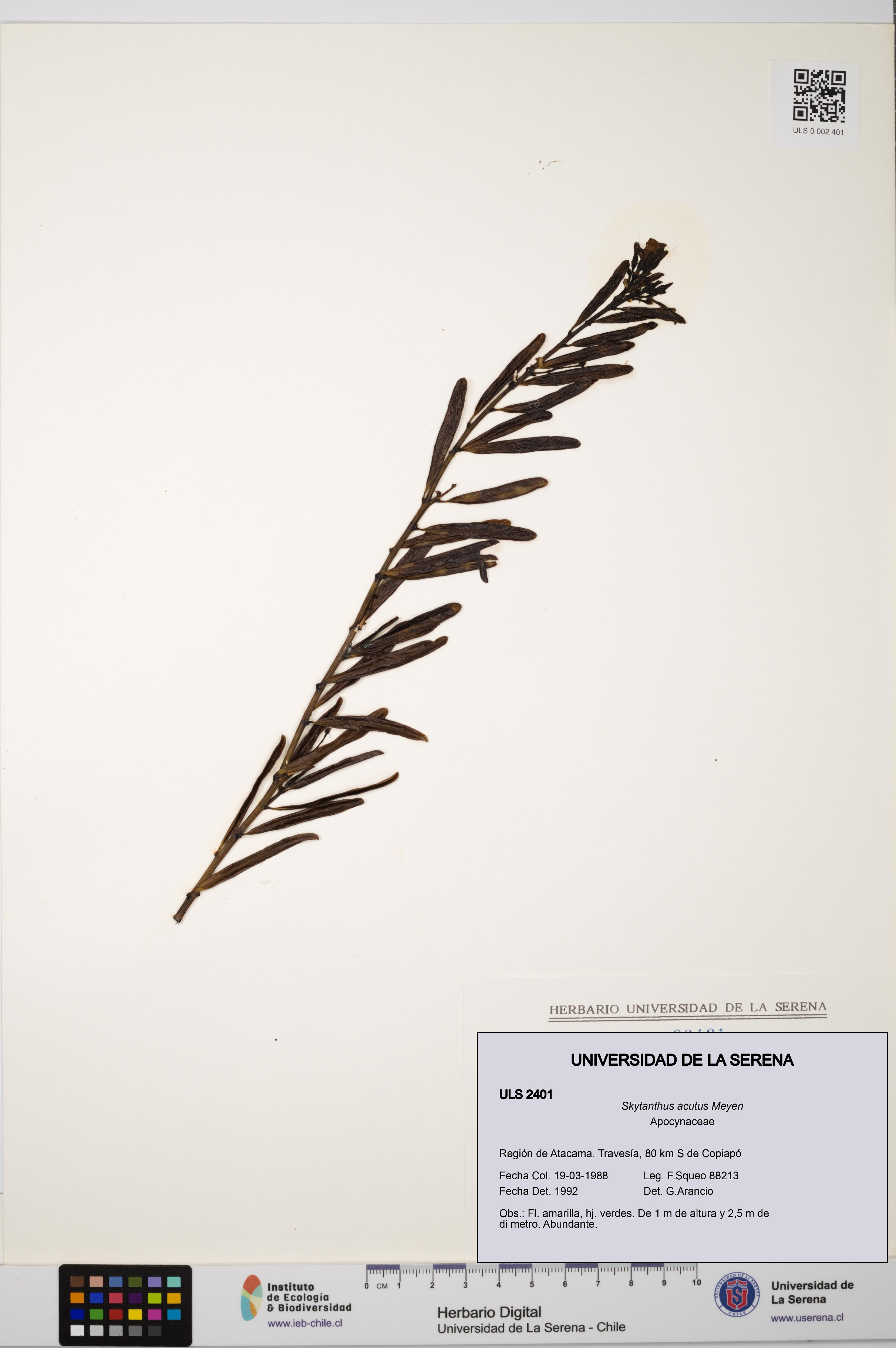 Skytanthus acutus [Espécimen: ULS:ULS:0002401]