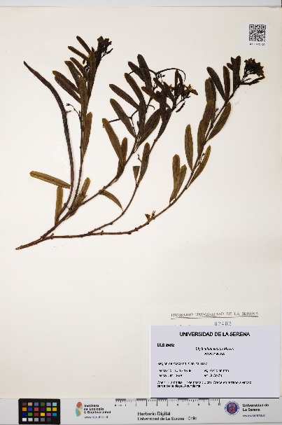 Skytanthus acutus [Espécimen: ULS:ULS:0002402]