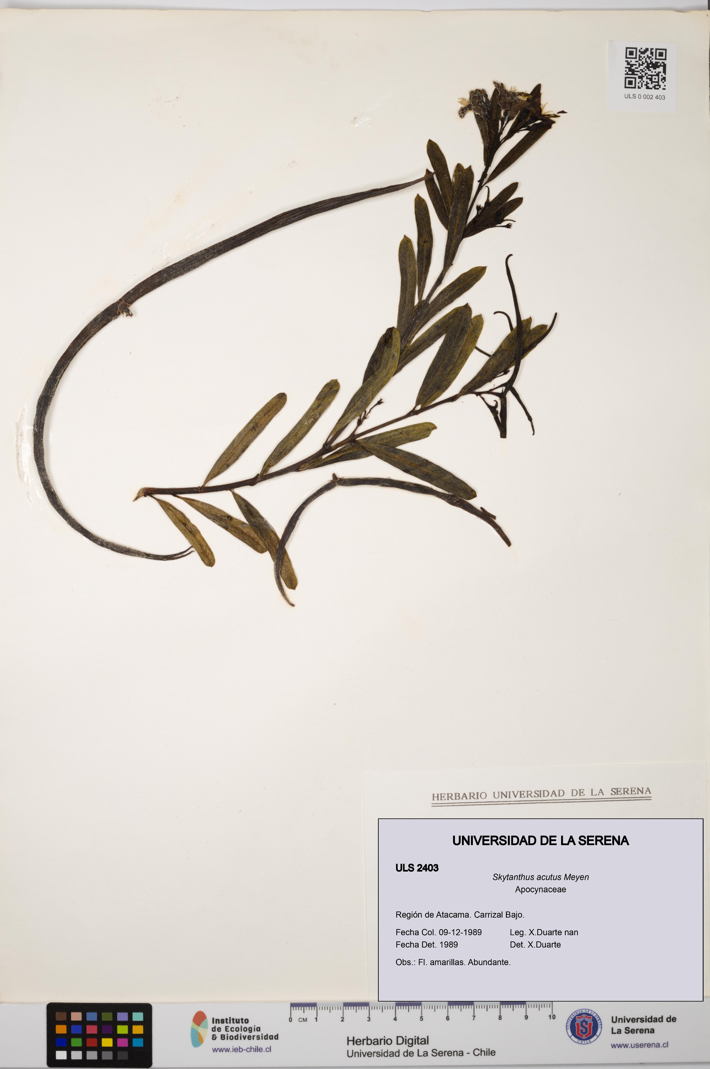 Skytanthus acutus [Espécimen: ULS:ULS:0002403]