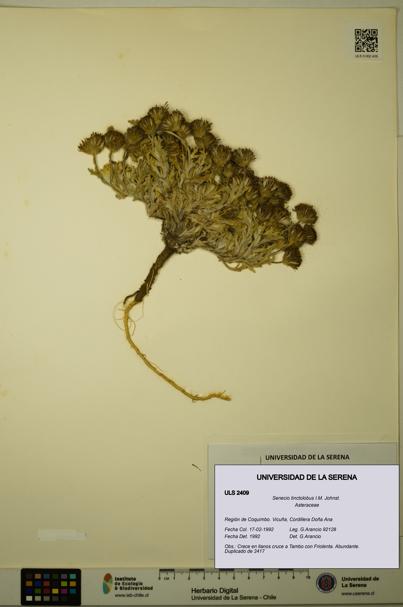 Senecio tinctolobus [Espécimen: ULS:ULS:0002409]