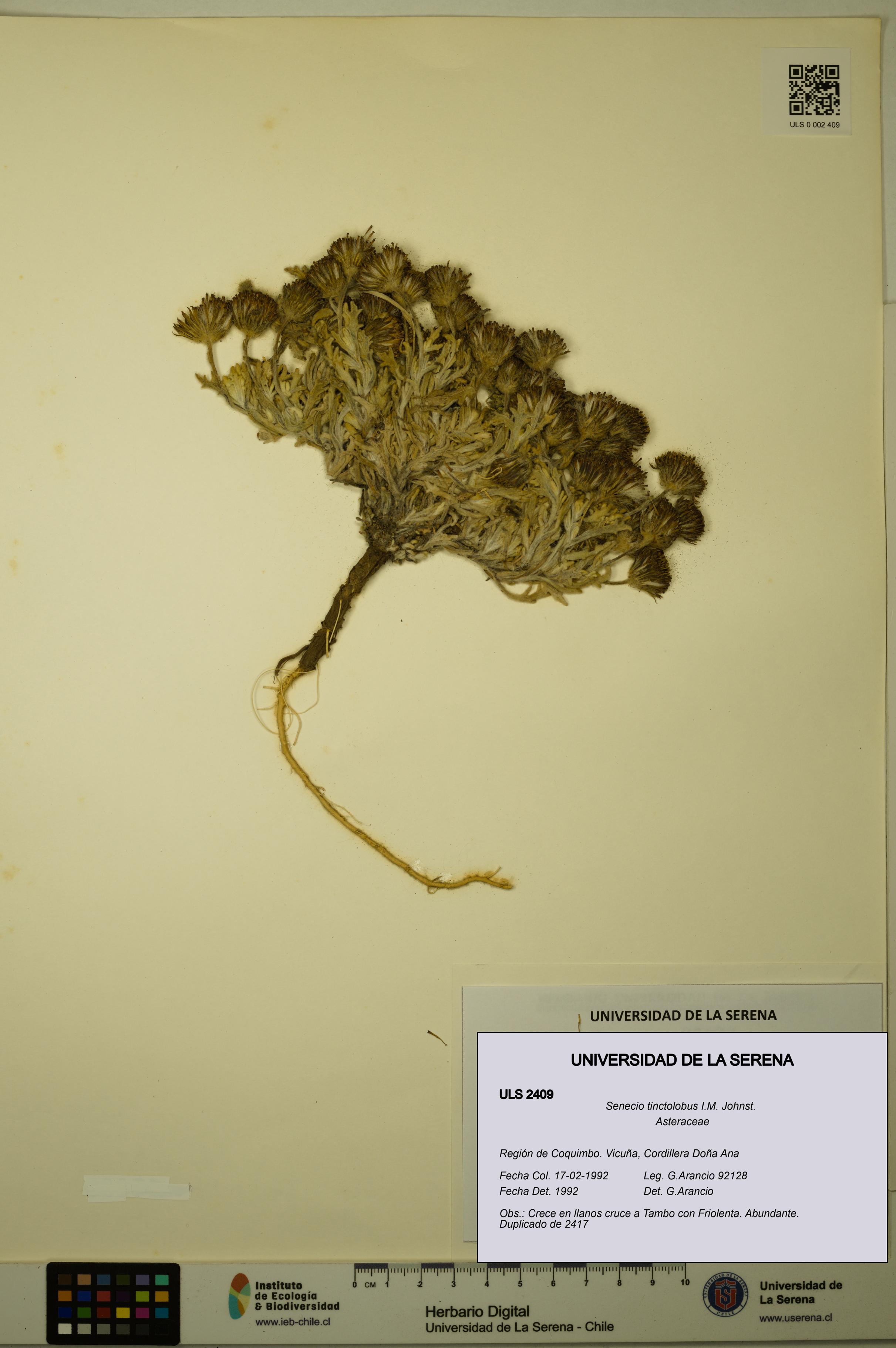 Senecio tinctolobus [Espécimen: ULS:ULS:0002409]