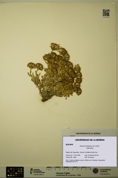 Senecio tinctolobus [Espécimen: ULS:ULS:0002410]
