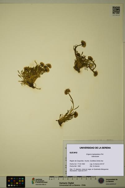 Erigeron leptopetalus [Espécimen: ULS:ULS:0002412]