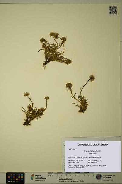 Erigeron leptopetalus [Espécimen: ULS:ULS:0002413]