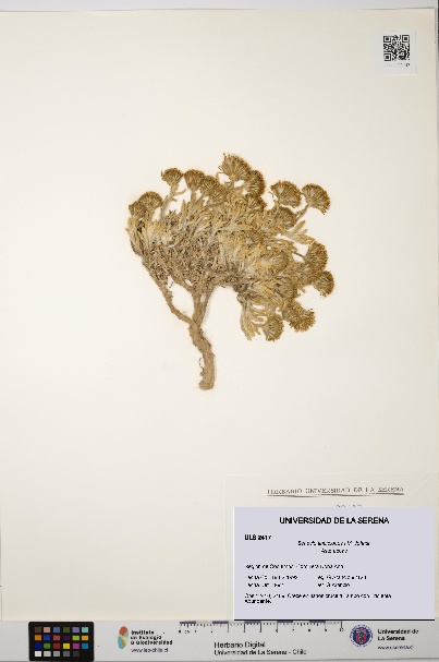 Senecio tinctolobus [Espécimen: ULS:ULS:0002417]
