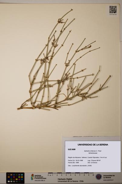 Ephedra chilensis [Espécimen: ]