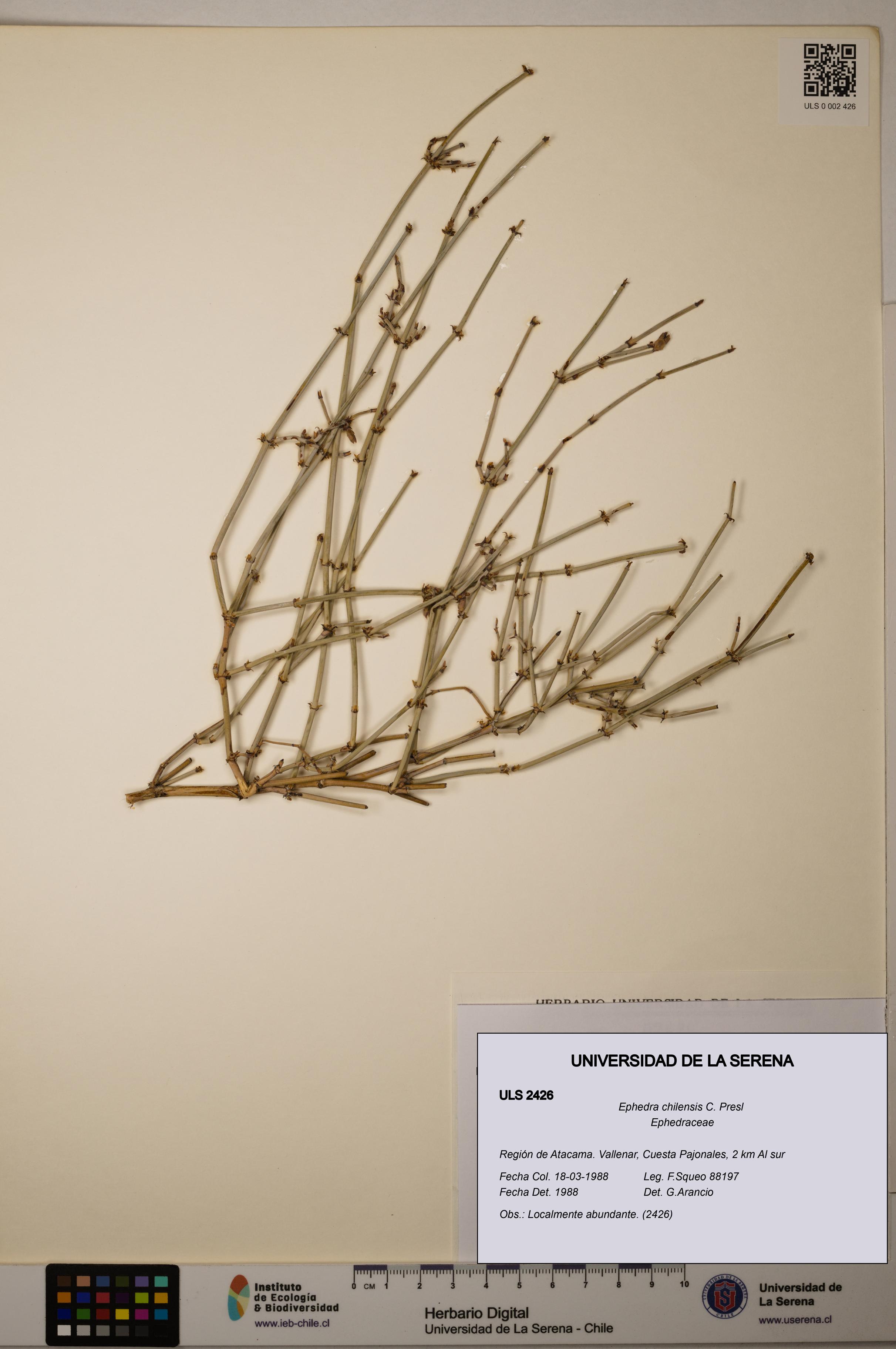 Ephedra chilensis [Espécimen: ]