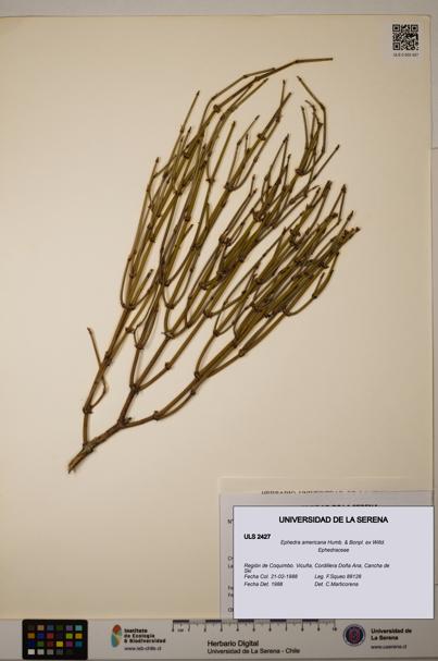 Ephedra americana [Espécimen: ULS:ULS:0002427]