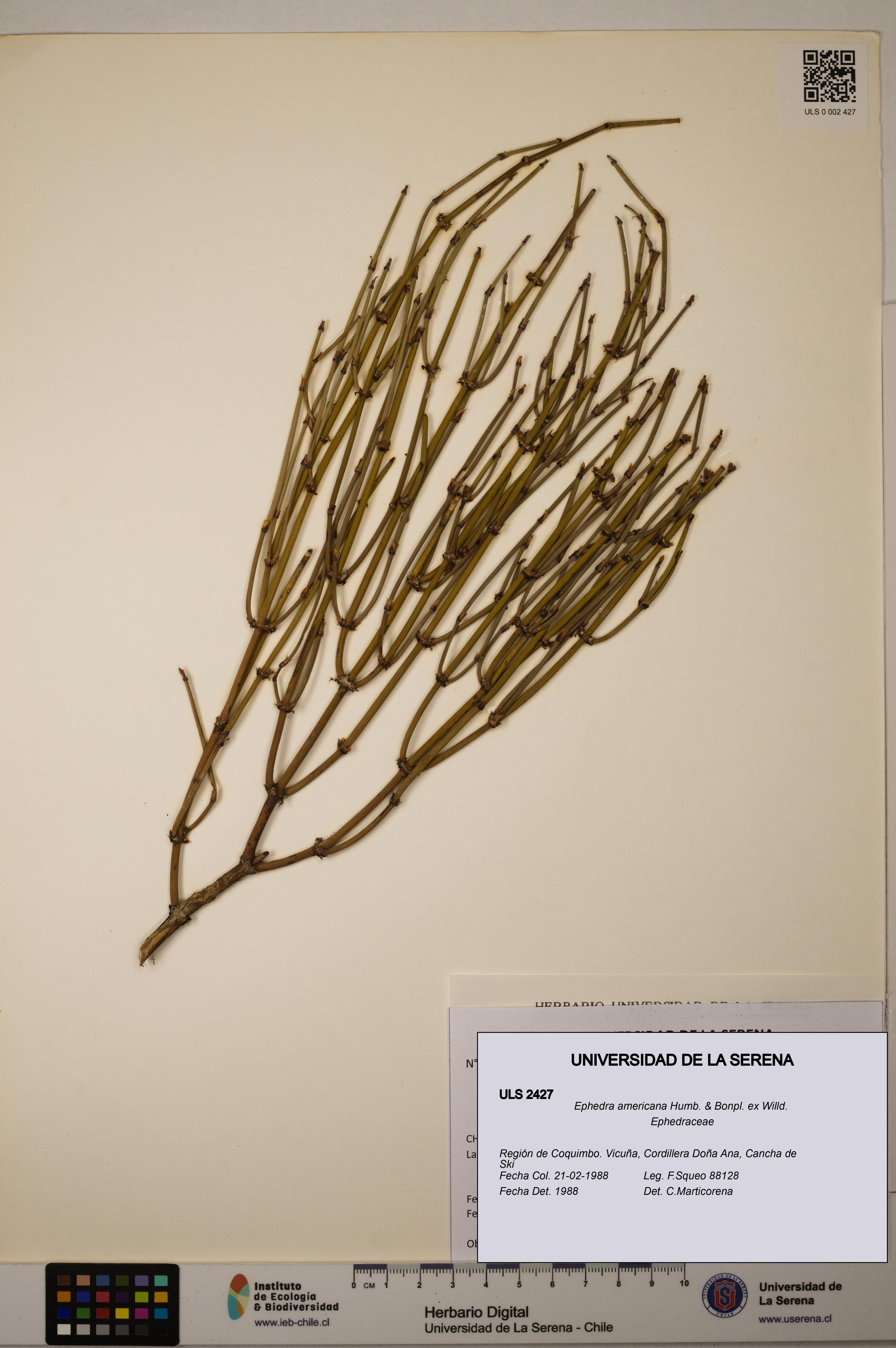 Ephedra americana [Espécimen: ULS:ULS:0002427]