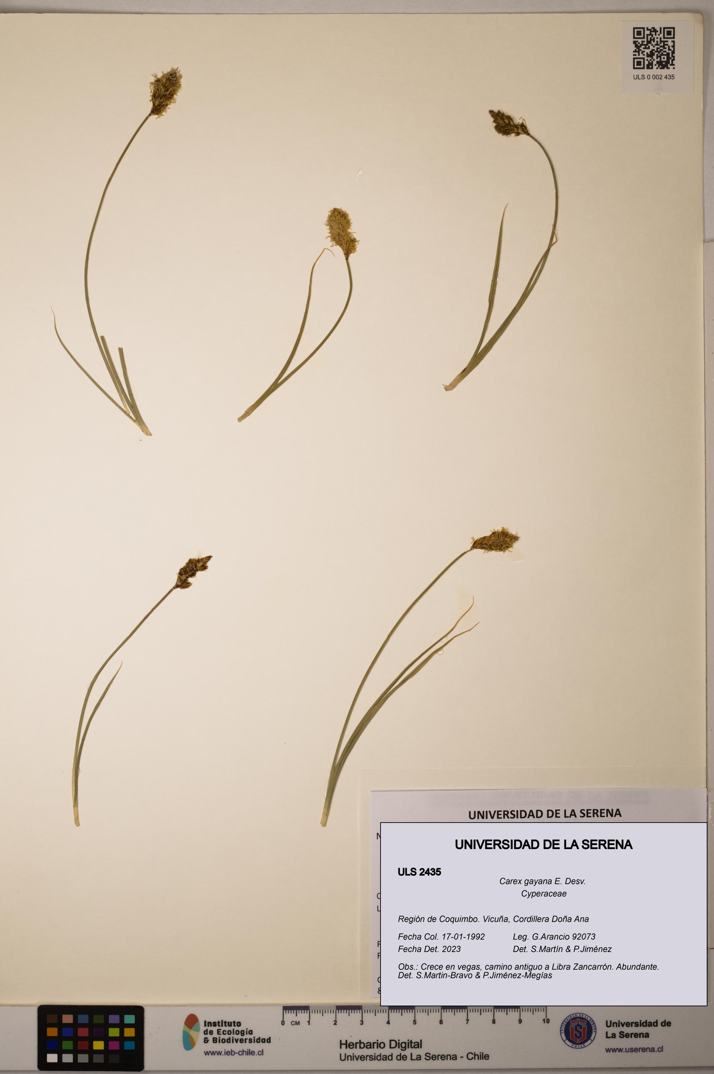 Carex gayana [Espécimen: ULS:ULS:0002435]