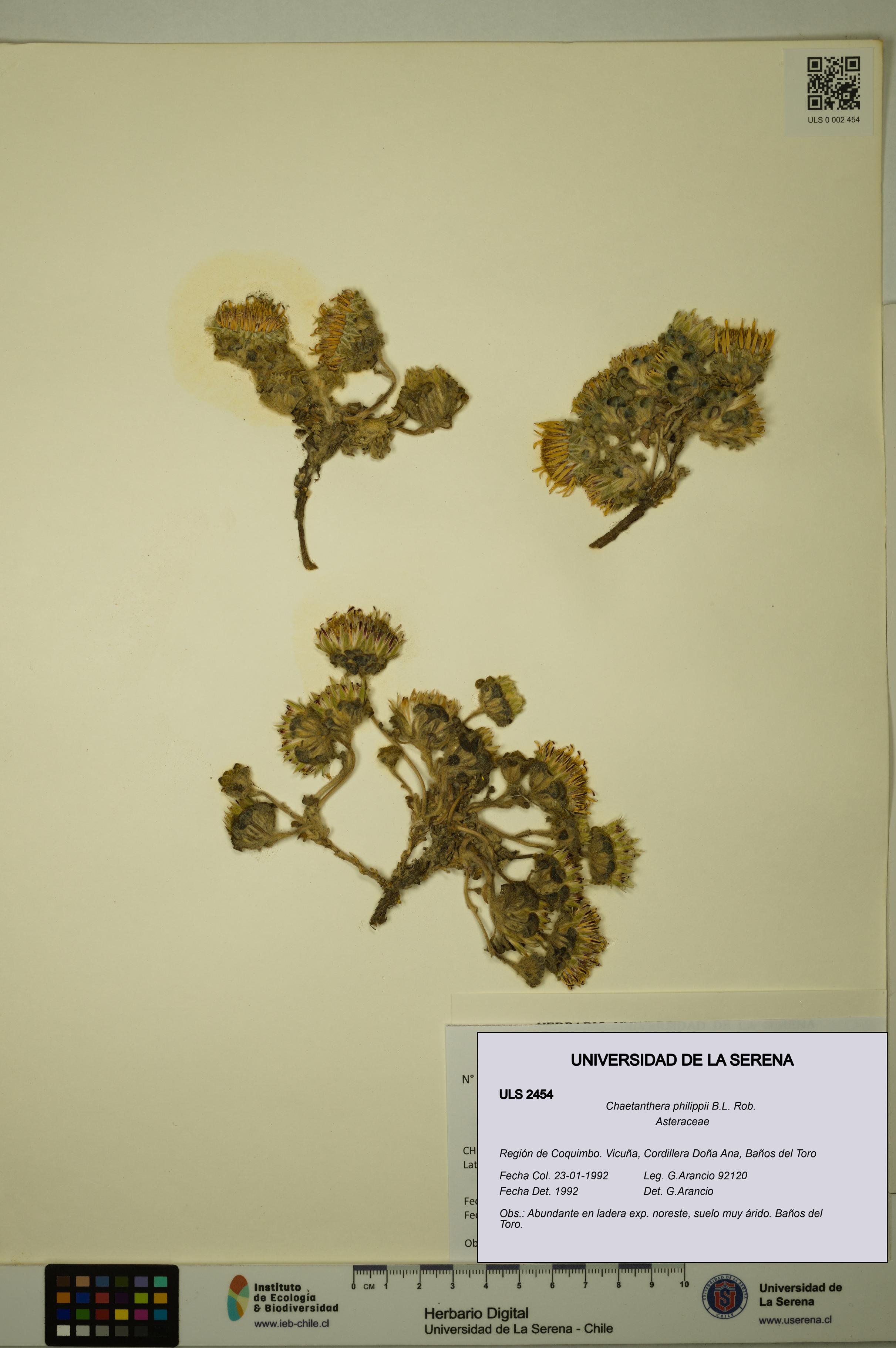 Chaetanthera philippii [Espécimen: ULS:ULS:0002454]