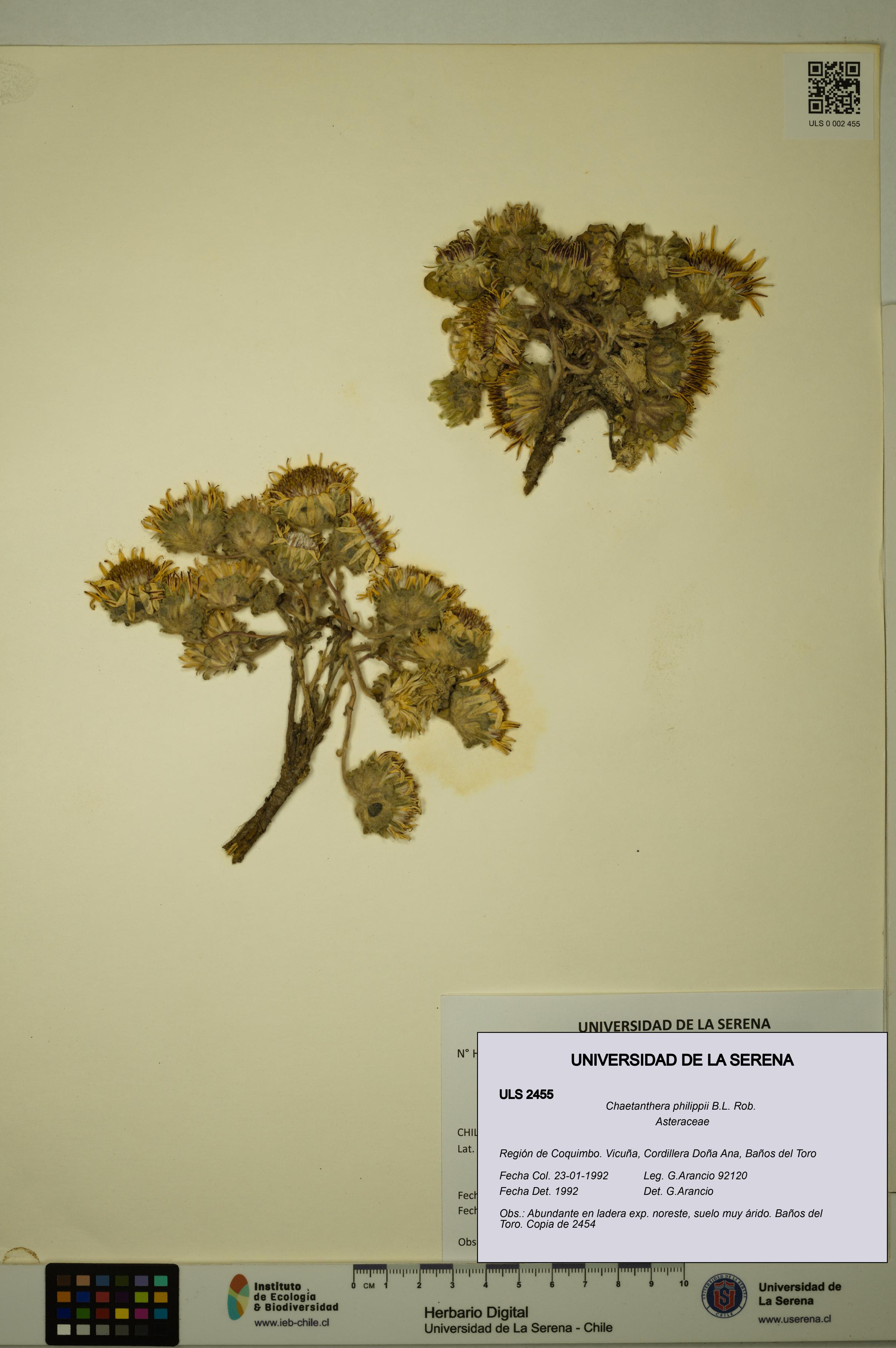 Chaetanthera philippii [Espécimen: ULS:ULS:0002455]