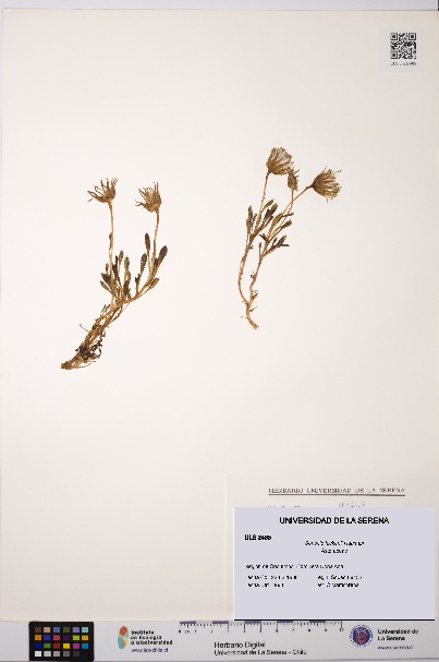 Senecio hickenii [Espécimen: ULS:ULS:0002465]