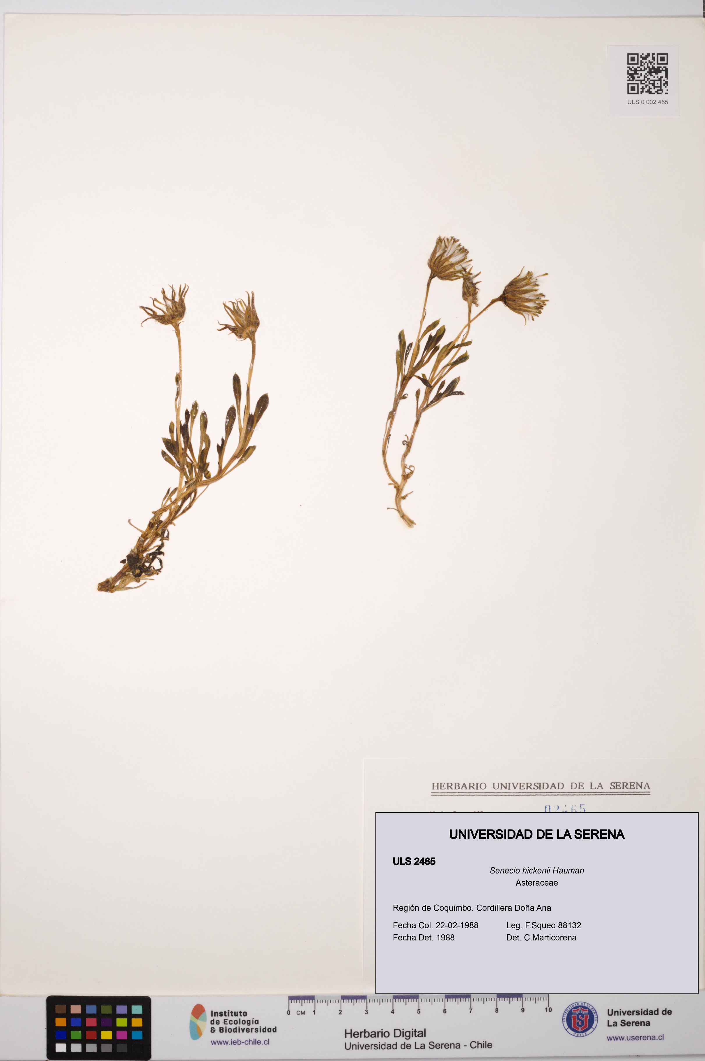 Senecio hickenii [Espécimen: ULS:ULS:0002465]