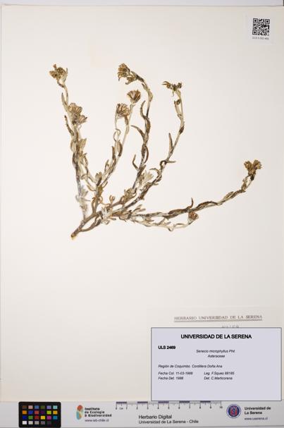 Senecio microphyllus [Espécimen: ULS:ULS:0002469]