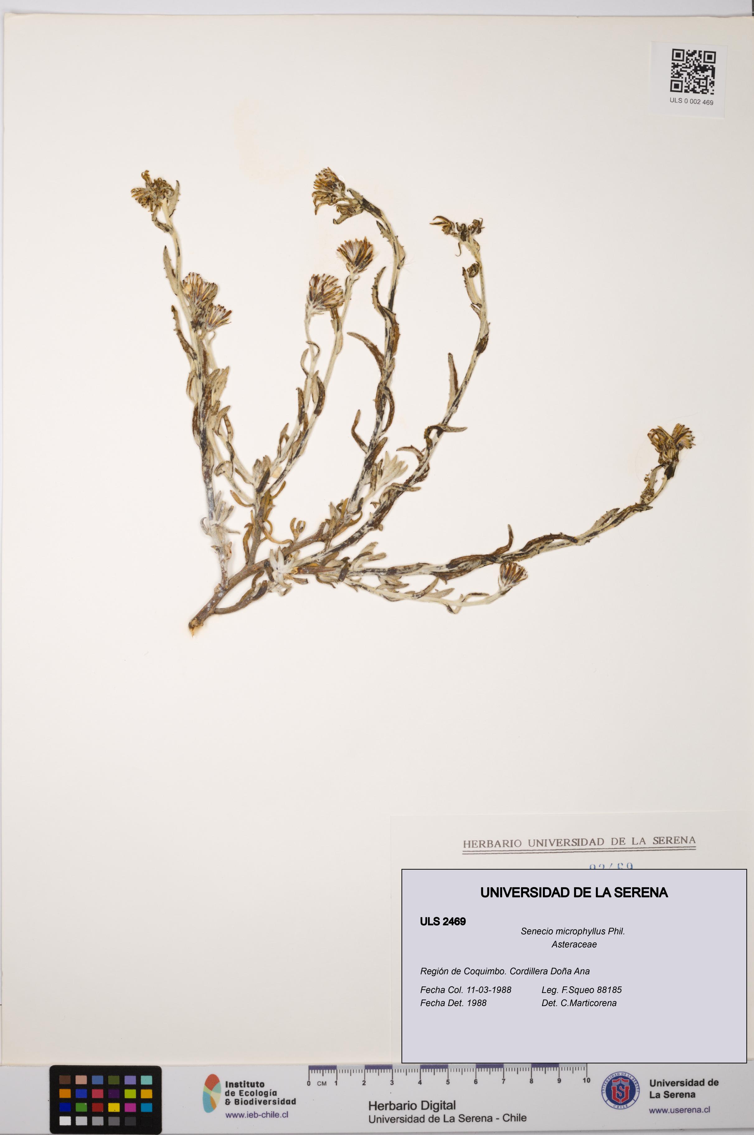 Senecio microphyllus [Espécimen: ULS:ULS:0002469]