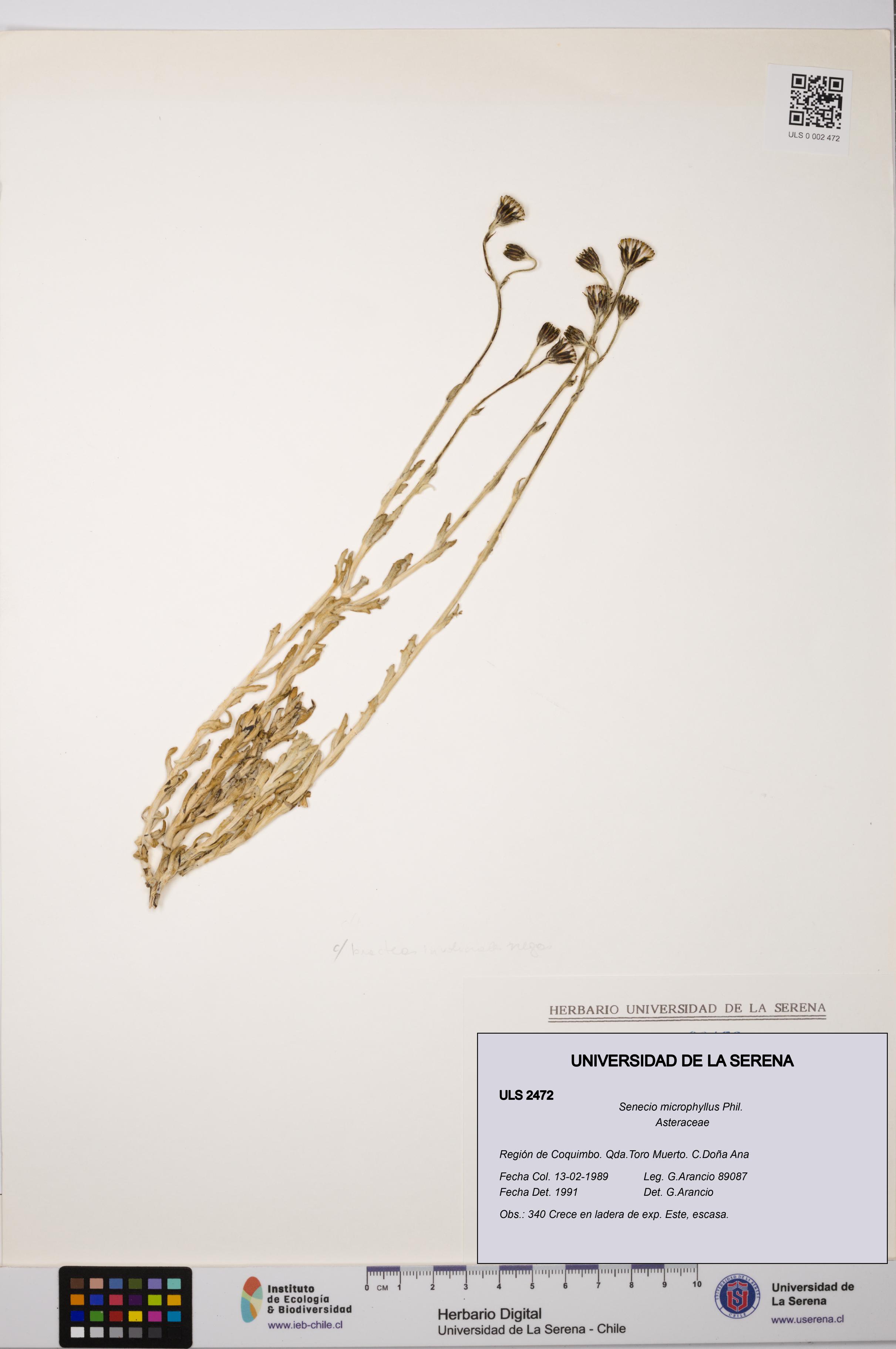 Senecio microphyllus [Espécimen: ULS:ULS:0002472]