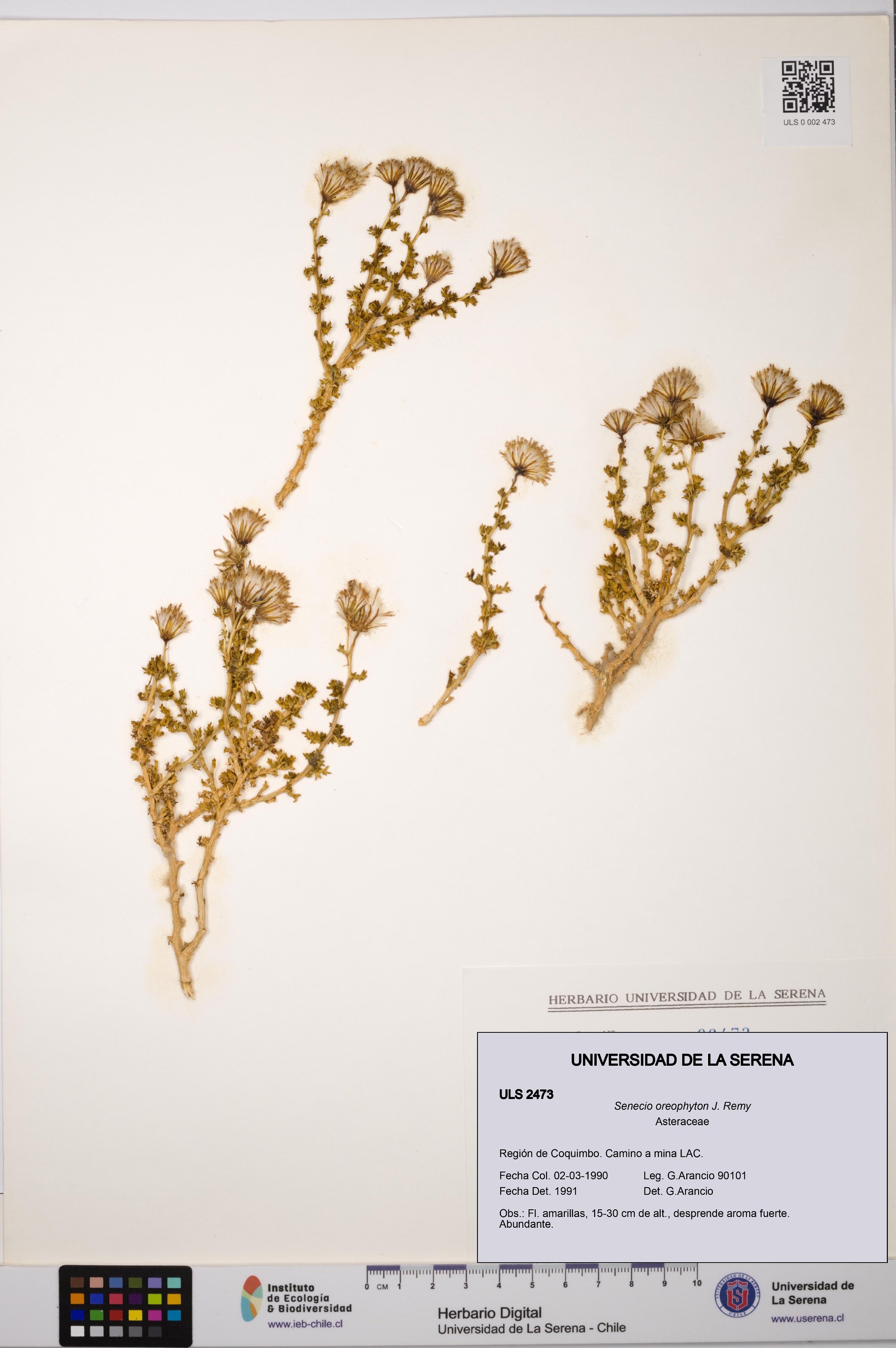 Senecio oreophyton [Espécimen: ULS:ULS:0002473]