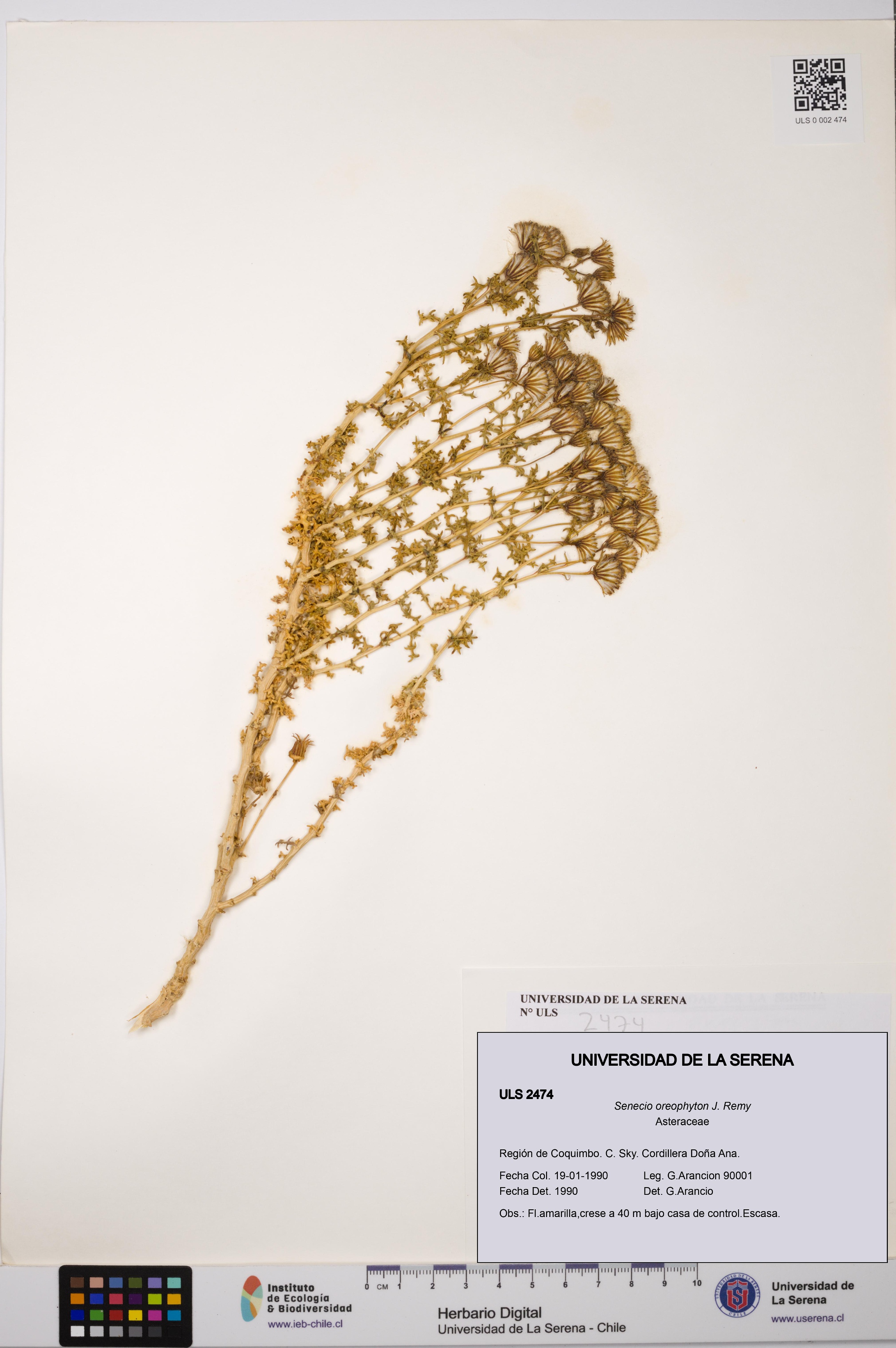 Senecio oreophyton [Espécimen: ULS:ULS:0002474]