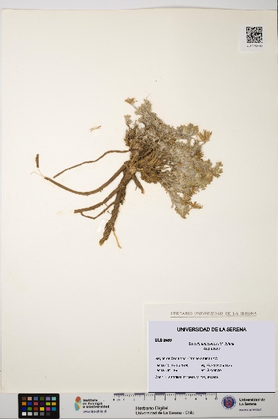 Senecio tinctolobus [Espécimen: ULS:ULS:0002480]