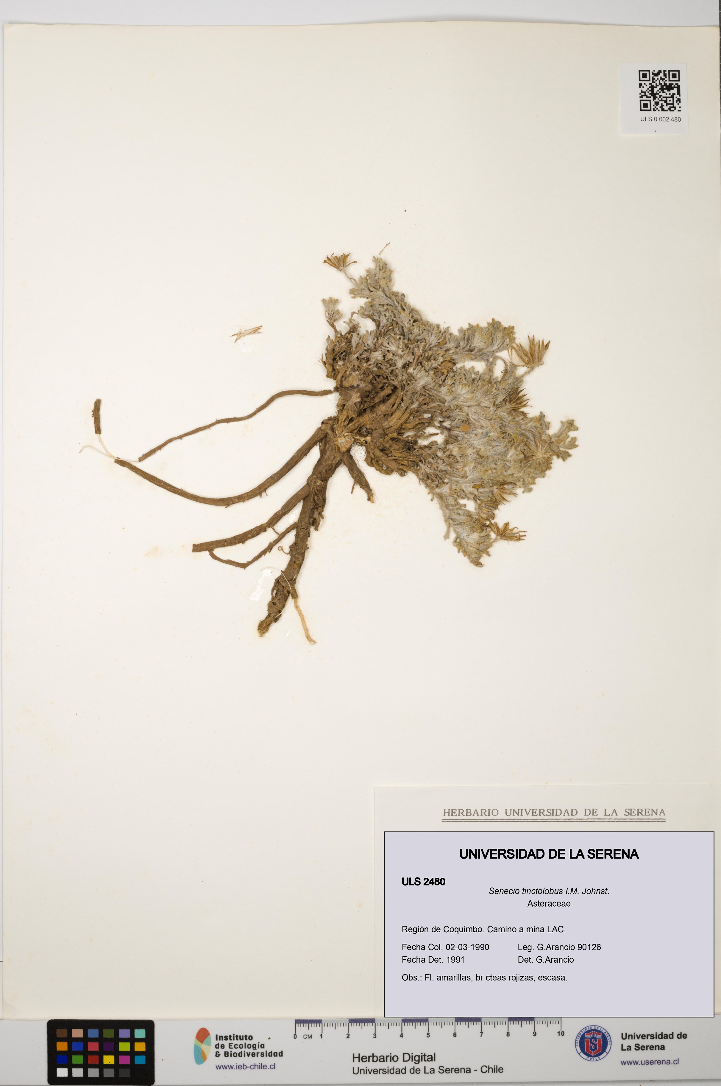 Senecio tinctolobus [Espécimen: ULS:ULS:0002480]