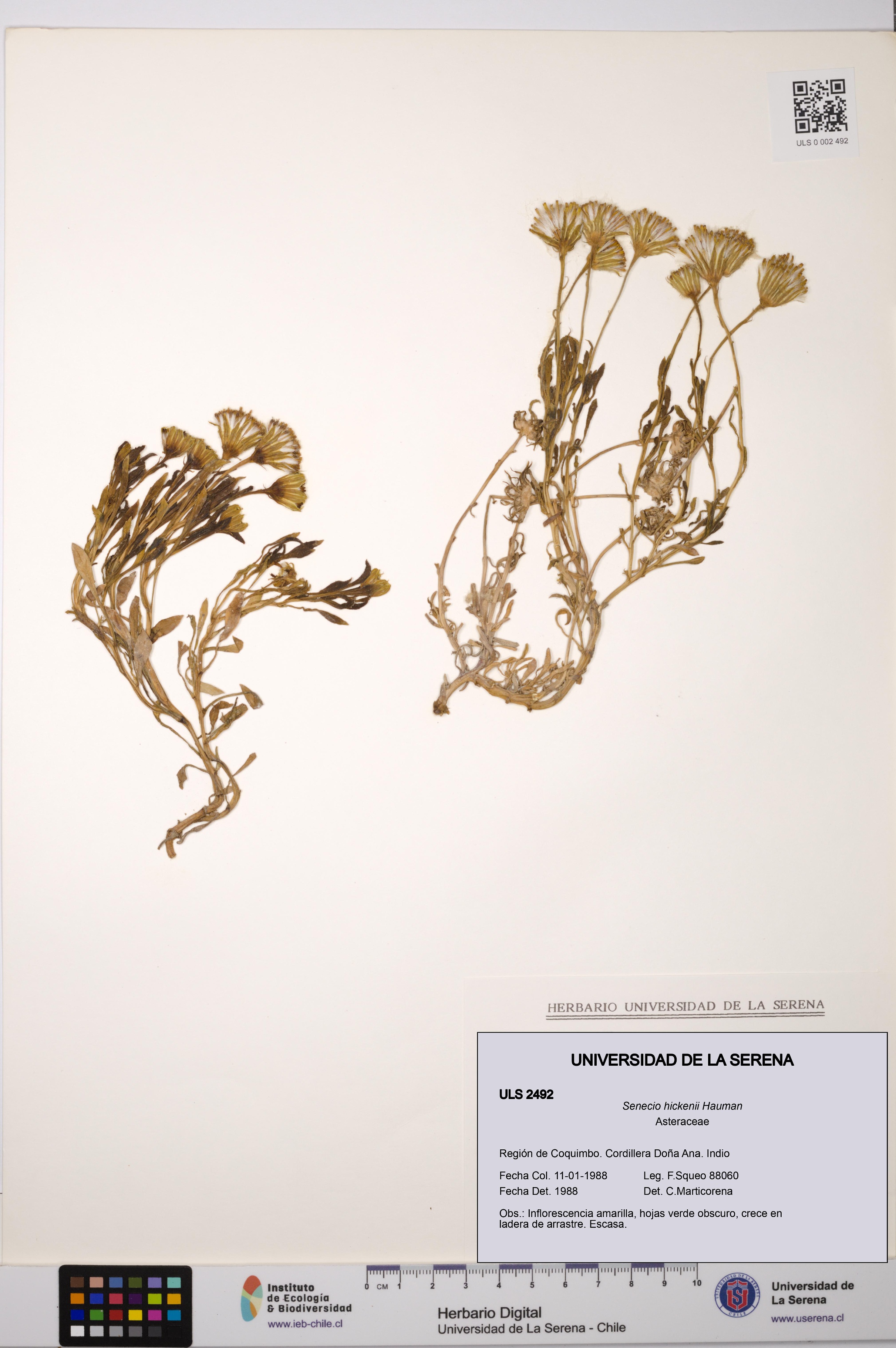 Senecio hickenii [Espécimen: ULS:ULS:0002492]