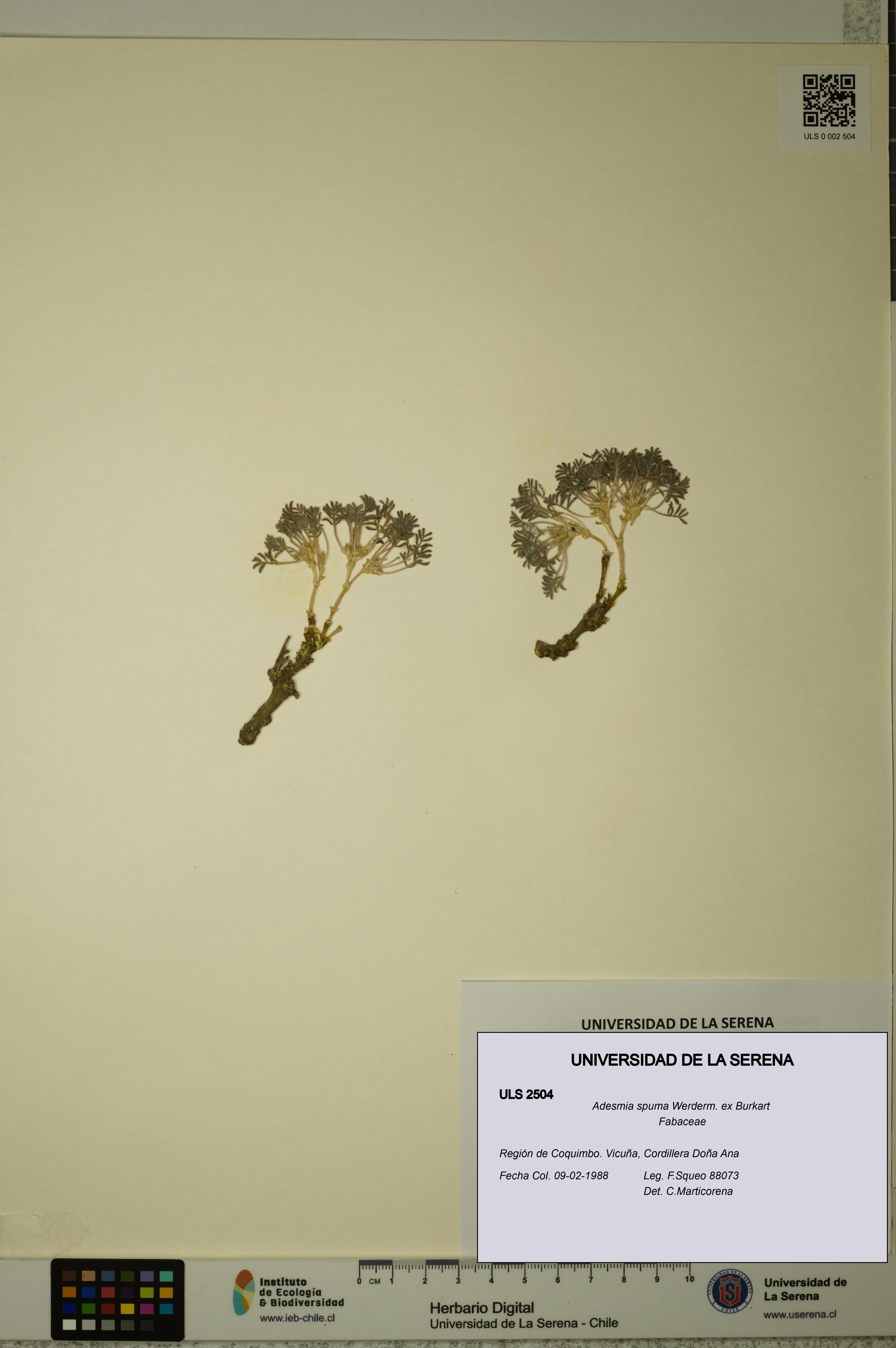 Adesmia spuma [Espécimen: ULS:ULS:0002504]