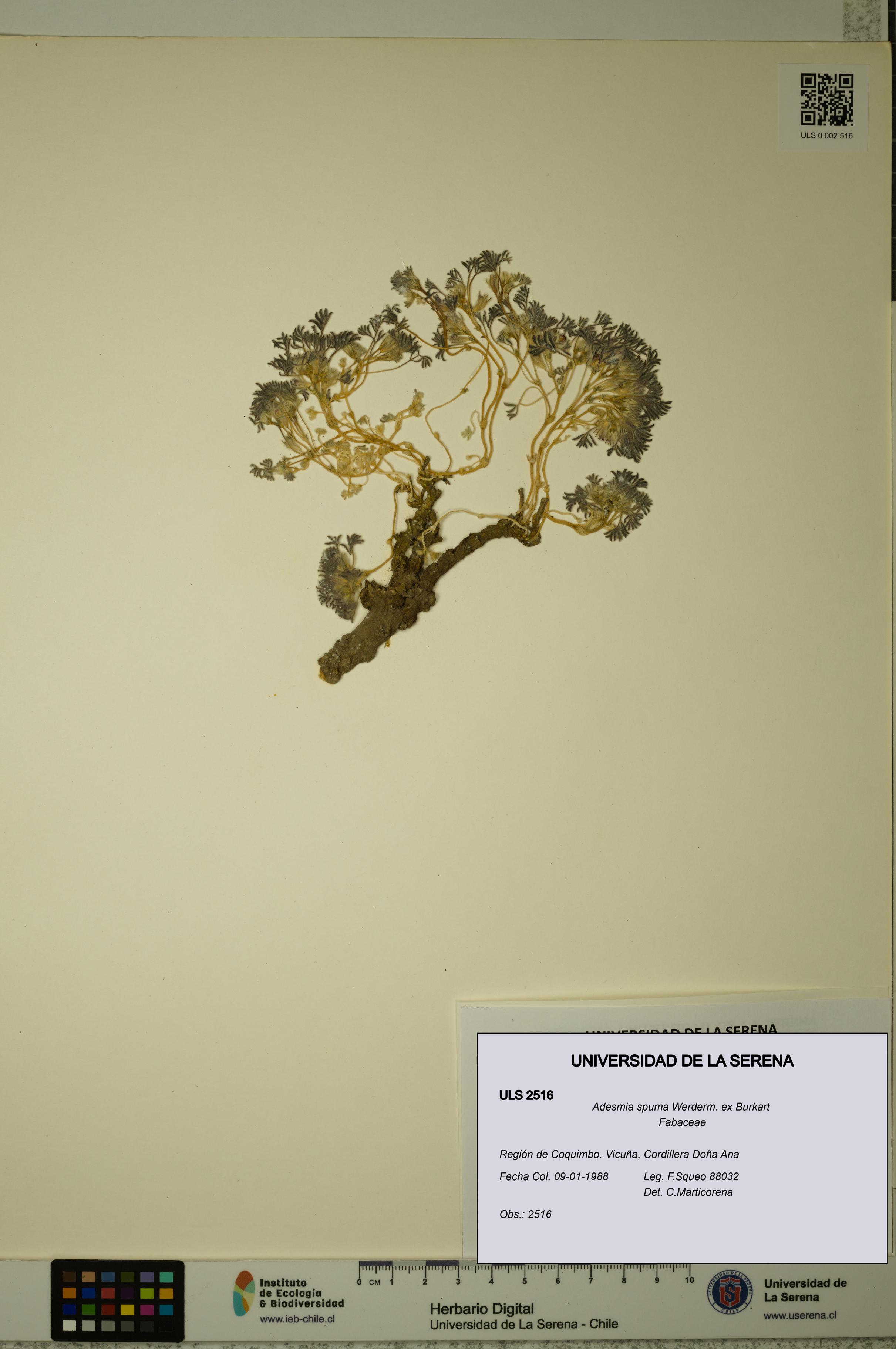 Adesmia spuma [Espécimen: ULS:ULS:0002516]