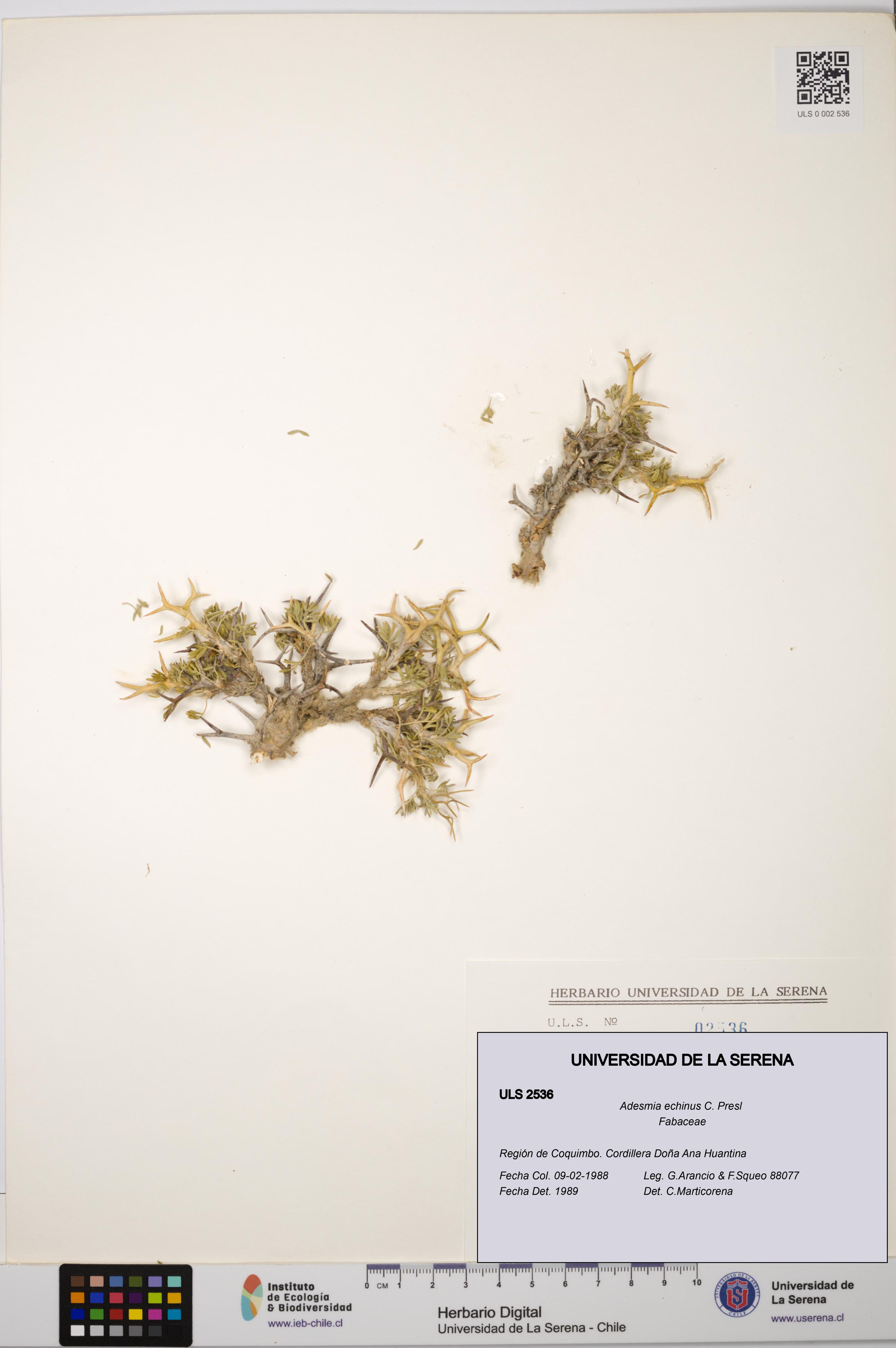 Adesmia echinus [Espécimen: ULS:ULS:0002536]