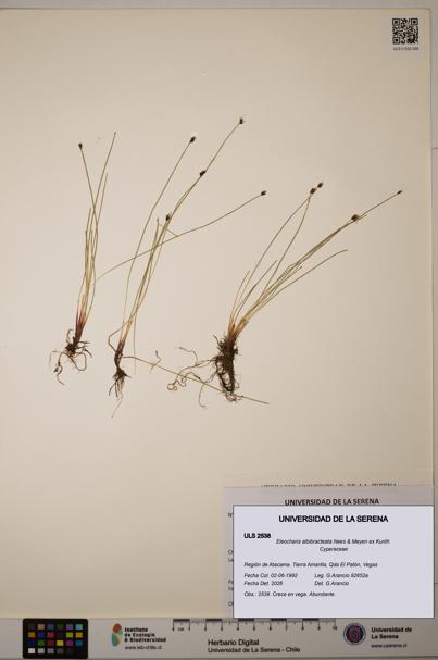 Eleocharis albibracteata [Espécimen: ULS:ULS:0002538]