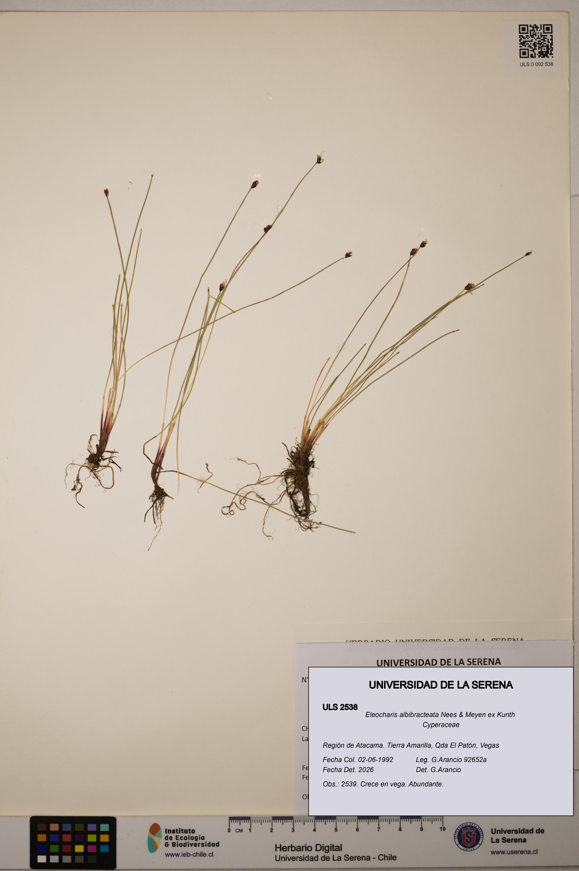 Eleocharis albibracteata [Espécimen: ULS:ULS:0002538]