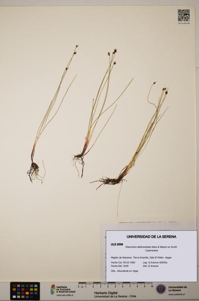Eleocharis albibracteata [Espécimen: ULS:ULS:0002539]